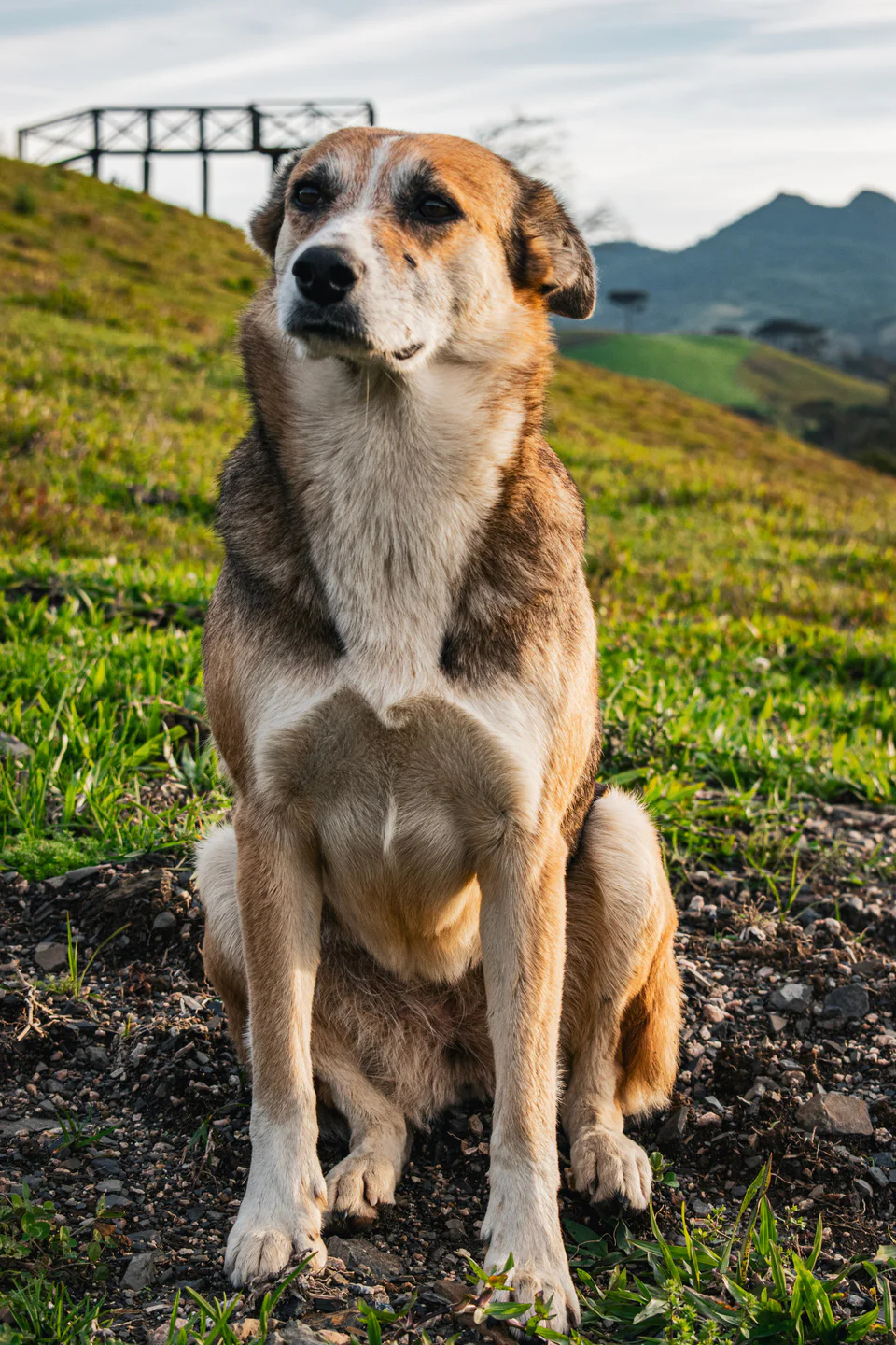 Nossos mascotes e recepcionistas